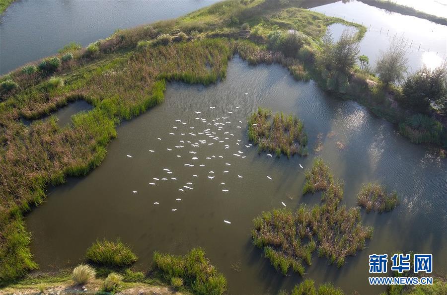 （圖文互動&middot;百城百縣百企調(diào)研行）（5）&ldquo;濕地?？?rdquo;的生態(tài)文明建設(shè)實踐