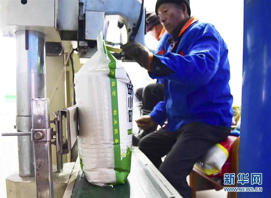 (在習(xí)近平新時(shí)代中國特色社會(huì)主義思想指引下——新時(shí)代新作為新篇章·鄉(xiāng)村振興戰(zhàn)略·圖文互動(dòng))(3)吉林榆樹:產(chǎn)糧“冠軍縣”大旱之年從容應(yīng)對(duì)減產(chǎn)考驗(yàn)