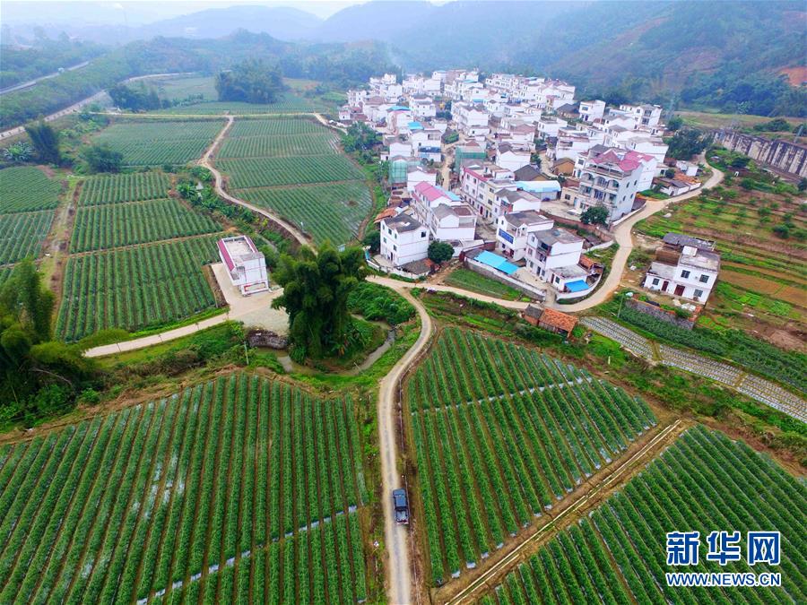 (輝煌60年·壯美新廣西·圖文互動(dòng))(10)從禿山到青山的蝶變——廣西石漠化治理10年再現(xiàn)發(fā)展生機(jī)