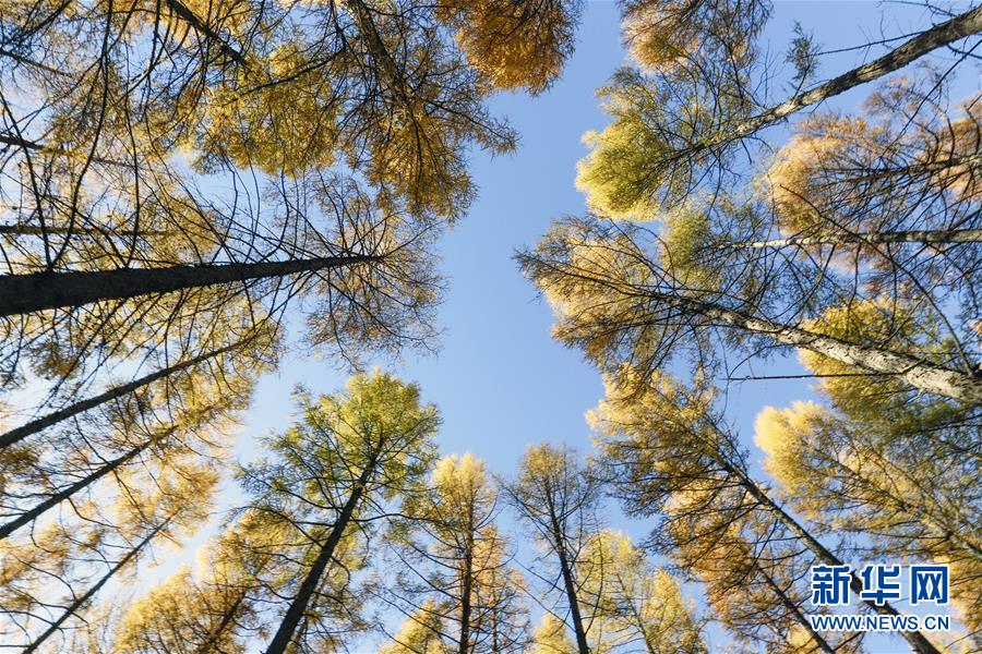 （新華全媒頭條&middot;圖文互動(dòng)）（9）那一抹綠色，走進(jìn)越來越多人心里&mdash;&mdash;河北塞罕壩續(xù)寫新時(shí)代綠色傳奇