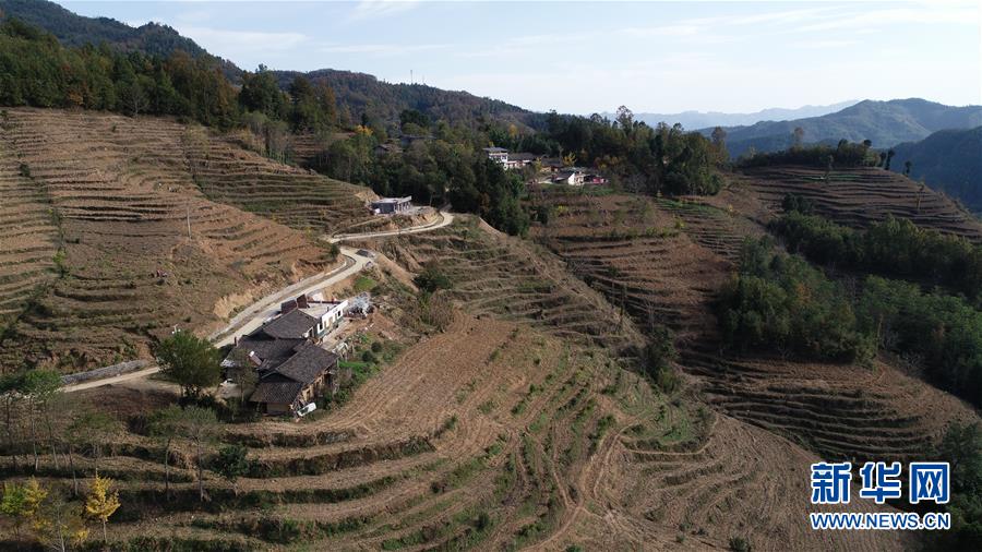 (在習(xí)近平新時(shí)代中國特色社會主義思想指引下·慶祝改革開放40周年·共享發(fā)展·圖文互動)(3)“浙江親人”請心安 白茶苗已種滿山——浙江安吉捐贈四川青川白茶苗種植地探訪