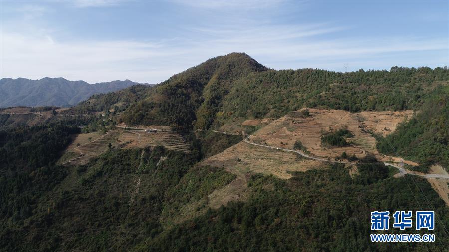 (在習(xí)近平新時(shí)代中國特色社會主義思想指引下·慶祝改革開放40周年·共享發(fā)展·圖文互動)(4)“浙江親人”請心安 白茶苗已種滿山——浙江安吉捐贈四川青川白茶苗種植地探訪