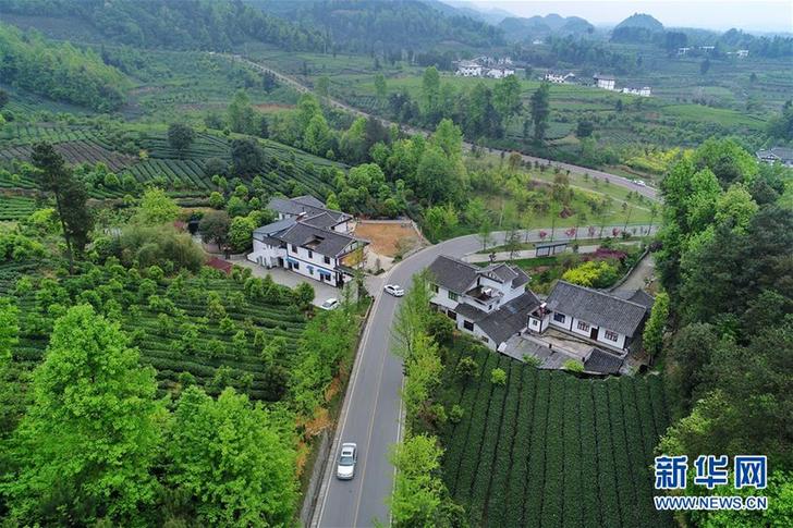 （百城百縣百企調(diào)研行&middot;圖文互動）（3）貴州湄潭：綠浪淘心 茶富萬民