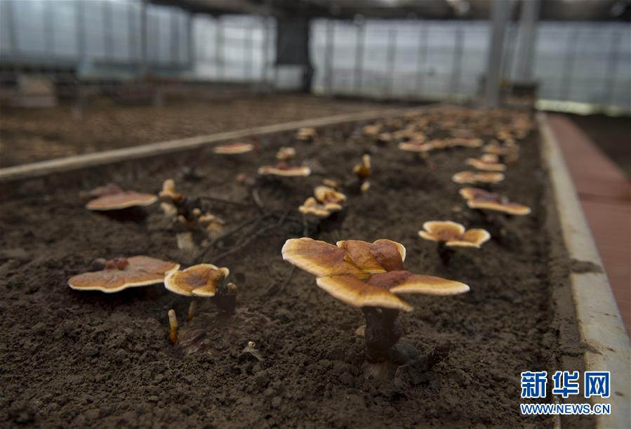 （百城百縣百企調(diào)研行&middot;圖文互動）（9）西藏米林縣的綠色富裕路