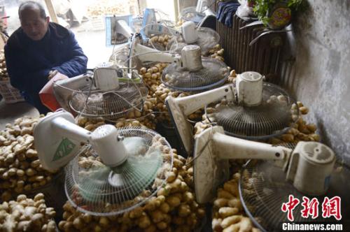 資料圖：山西太原蔬菜批發(fā)市場，姜販用多臺電風扇風干新鮮潮濕的生姜。<a target='_blank' ><p  align=