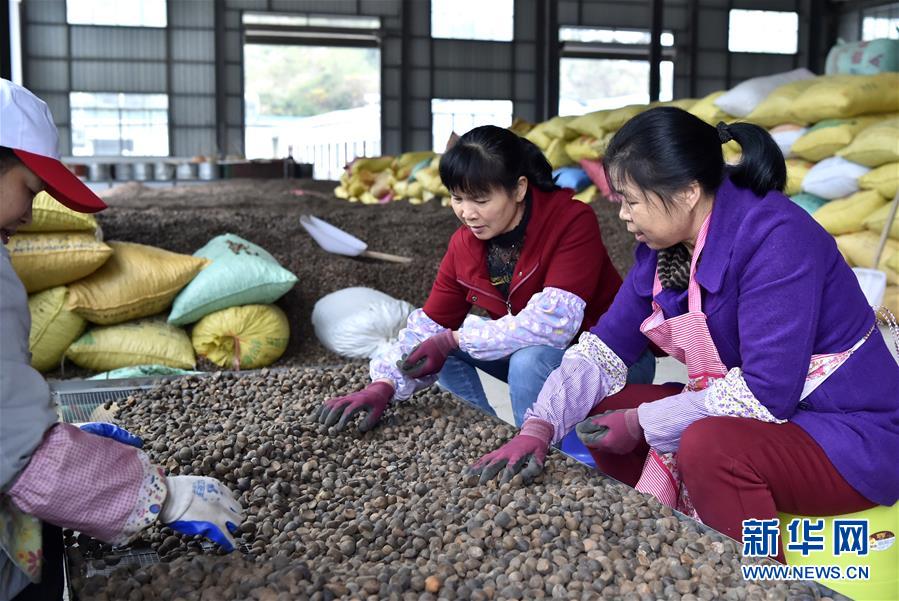 （圖文互動）（1）大山深處的&ldquo;生態(tài)經(jīng)濟(jì)&rdquo; 
