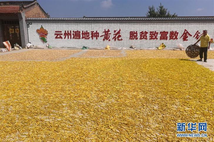 （在習(xí)近平新時(shí)代中國特色社會(huì)主義思想指引下&mdash;&mdash;新時(shí)代新作為新篇章&middot;鄉(xiāng)村振興戰(zhàn)略&middot;圖文互動(dòng)）（2）一株忘憂草，萬家喜眉梢&mdash;&mdash;山西省大同市云州區(qū)黃花產(chǎn)業(yè)扶貧觀察