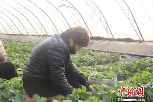 正值隆冬時節(jié)，山西省長治市長子縣天寒地凍，最低氣溫已有零下十幾度，當?shù)氐氖卟舜笈飪?nèi)卻&ldquo;春意盎然&rdquo;、生機勃勃。　王維寧 攝