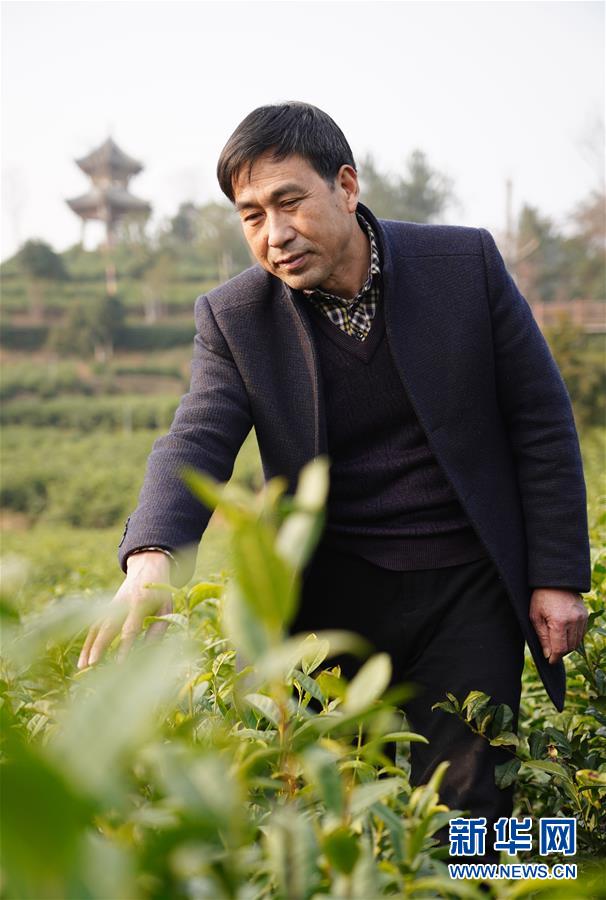 (在習近平新時代中國特色社會主義思想指引下——新時代新作為新篇章·鄉(xiāng)村振興戰(zhàn)略·圖文互動)(3)老支書王興強的新“茶事”