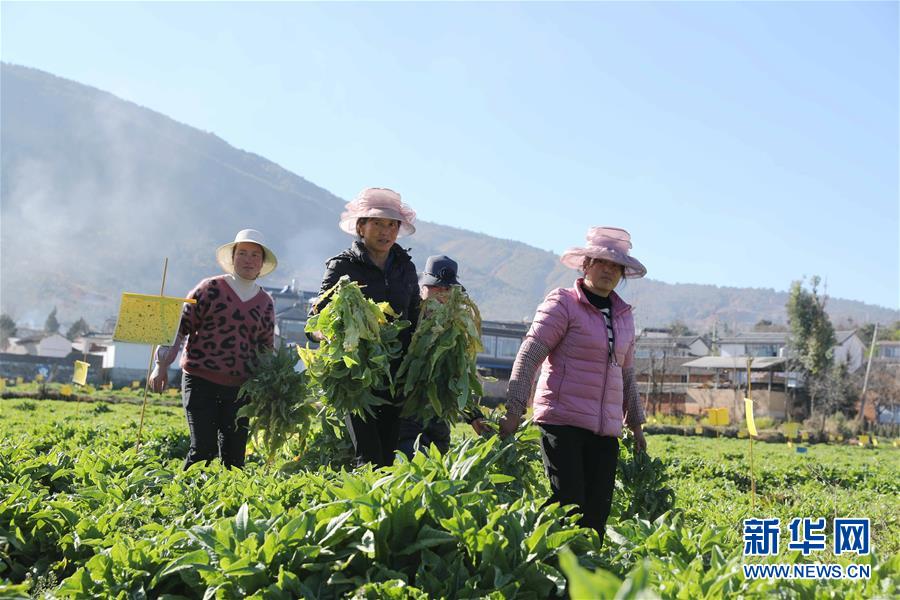 (新春走基層·圖文互動)(1)“蒜農(nóng)”不種蒜 買蒜過除夕——洱海農(nóng)業(yè)綠色轉(zhuǎn)型見聞