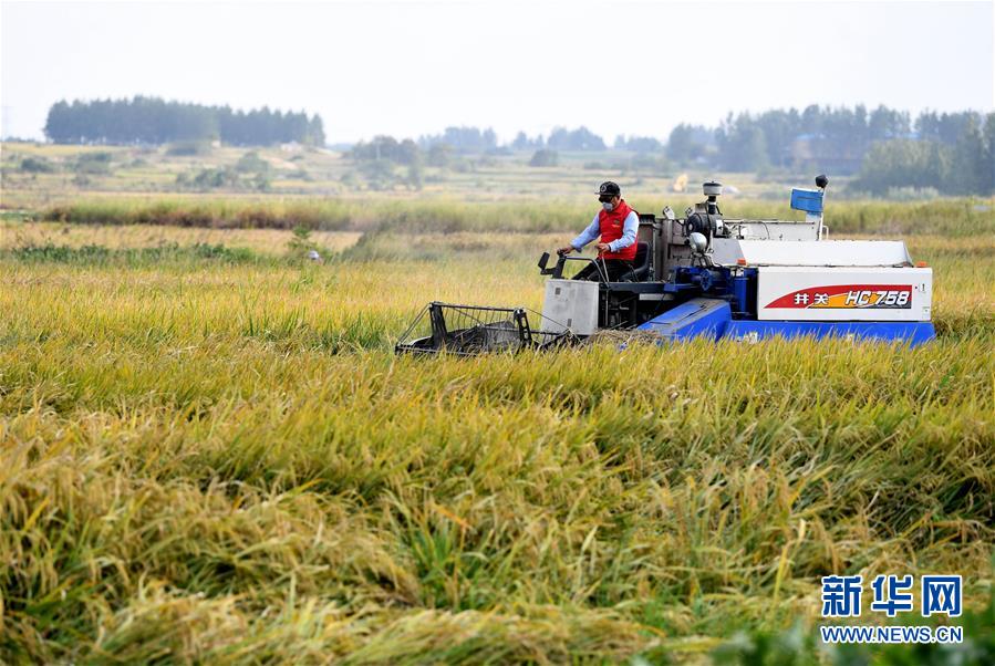 （新華全媒頭條&middot;愛國情 奮斗者&middot;圖文互動）（6）一個村的奮斗，一個時代的巨變&mdash;&mdash;記敢&ldquo;蹚新路&rdquo;的小崗人