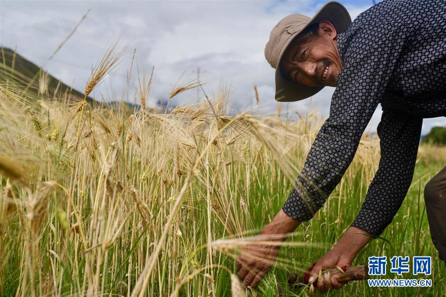 (新華全媒頭條·圖文互動(dòng))(5)昂首闊步向未來——寫在西藏民主改革60周年之際