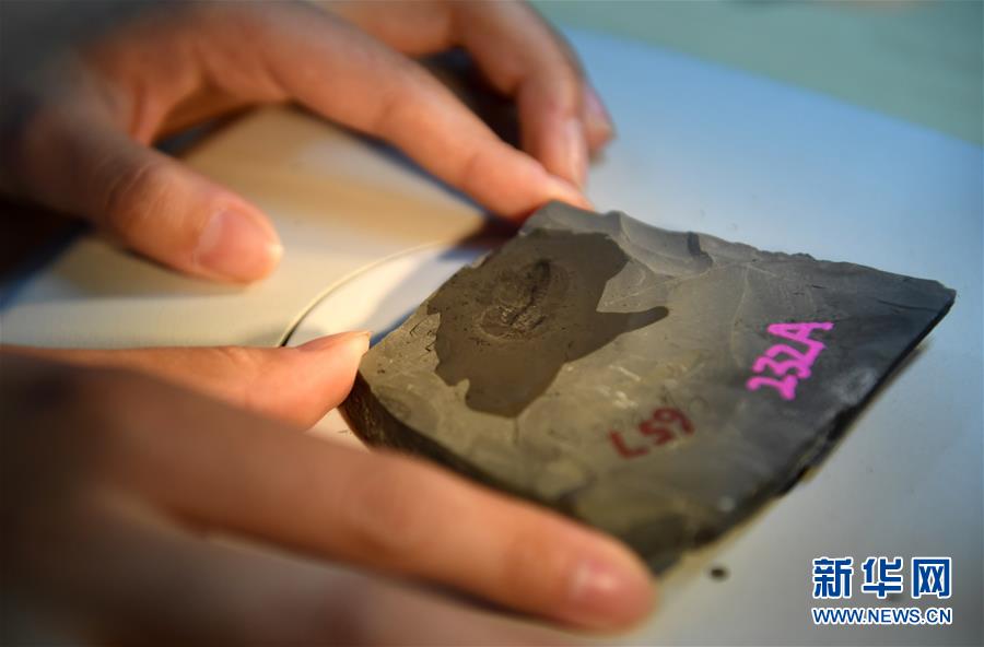 （新華全媒頭條&middot;圖文互動）（8）探尋5億年前&ldquo;生命大爆炸&rdquo;之奧秘&mdash;&mdash;中國科學(xué)家發(fā)現(xiàn)寒武紀&ldquo;化石寶庫&rdquo;清江生物群紀實