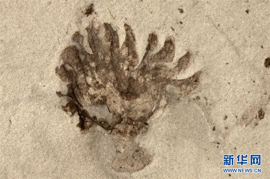 （新華全媒頭條&middot;圖文互動）（9）探尋5億年前&ldquo;生命大爆炸&rdquo;之奧秘&mdash;&mdash;中國科學(xué)家發(fā)現(xiàn)寒武紀&ldquo;化石寶庫&rdquo;清江生物群紀實