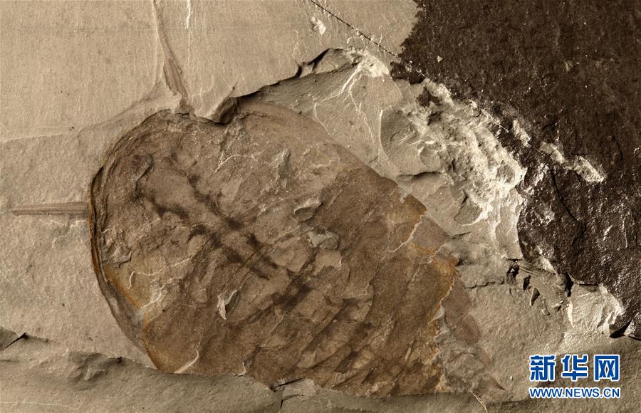 （新華全媒頭條&middot;圖文互動）（10）探尋5億年前&ldquo;生命大爆炸&rdquo;之奧秘&mdash;&mdash;中國科學(xué)家發(fā)現(xiàn)寒武紀&ldquo;化石寶庫&rdquo;清江生物群紀實