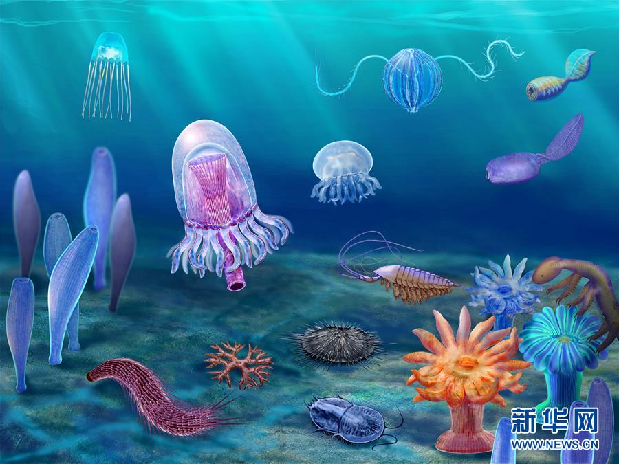 （新華全媒頭條&middot;圖文互動）（15）探尋5億年前&ldquo;生命大爆炸&rdquo;之奧秘&mdash;&mdash;中國科學(xué)家發(fā)現(xiàn)寒武紀&ldquo;化石寶庫&rdquo;清江生物群紀實