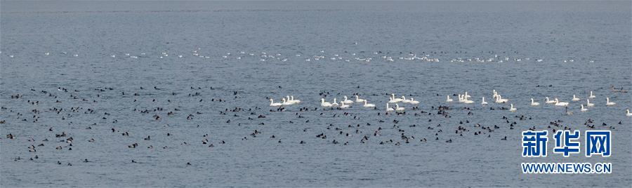 （生態(tài)文明建設(shè)&middot;圖文互動(dòng)）（1）從亂河灘到&ldquo;鳥的天堂&rdquo;&mdash;&mdash;一名攝影師鏡頭里的&ldquo;生態(tài)變奏曲&rdquo;