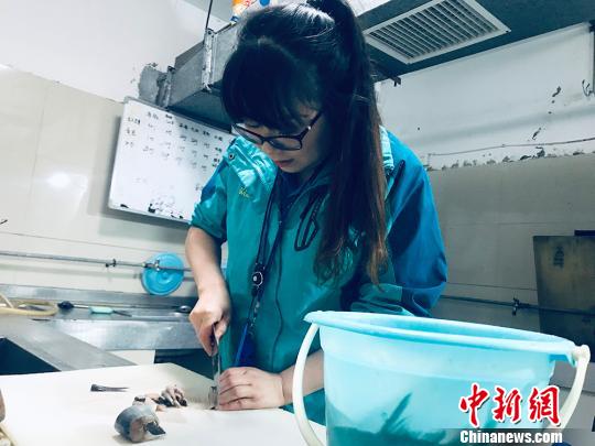 于雅麗在餌料操作間，準(zhǔn)備著動(dòng)物們的食物?！“瑧c龍 攝