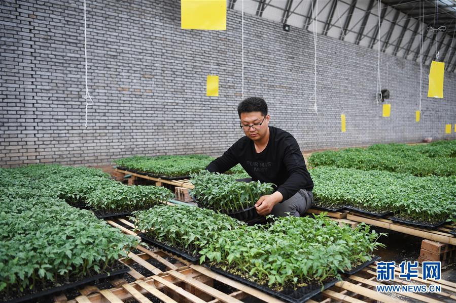 （在習(xí)近平新時(shí)代中國特色社會(huì)主義思想指引下&mdash;&mdash;新時(shí)代新作為新篇章&middot;圖文互動(dòng)）（8）在綠色田野上書寫青春答卷&mdash;&mdash;幾位&ldquo;新農(nóng)民&rdquo;的返鄉(xiāng)創(chuàng)業(yè)故事