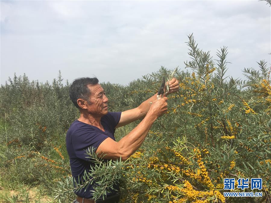 (權(quán)威訪談·聚焦中國(guó)經(jīng)濟(jì)亮點(diǎn)·圖文互動(dòng))(4)防治土地荒漠化 推動(dòng)綠色發(fā)展——專訪國(guó)家林業(yè)和草原局副局長(zhǎng)劉東生