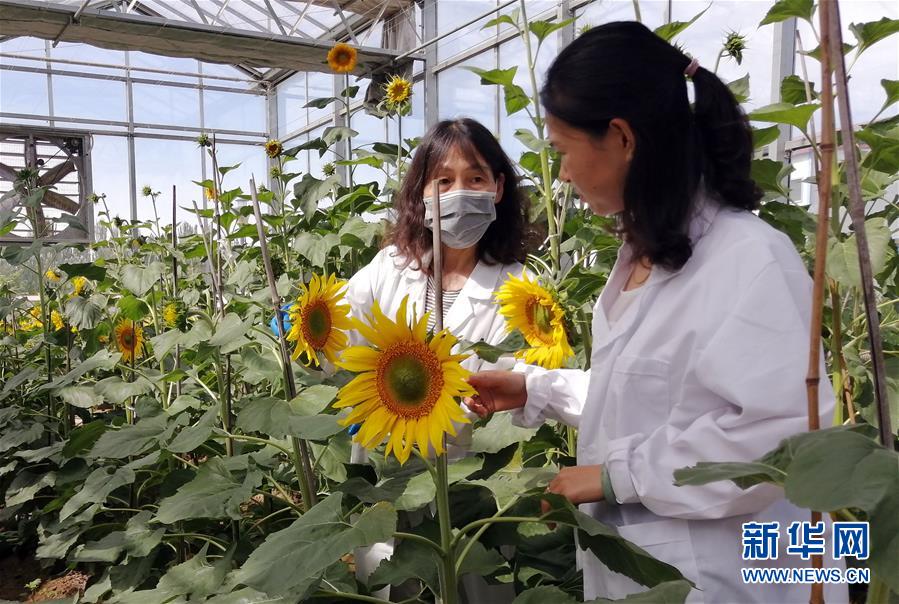 (在習(xí)近平新時代中國特色社會主義思想指引下——新時代新作為新篇章·圖文互動)走自主研發(fā)之路:中國食葵打敗“洋”種子