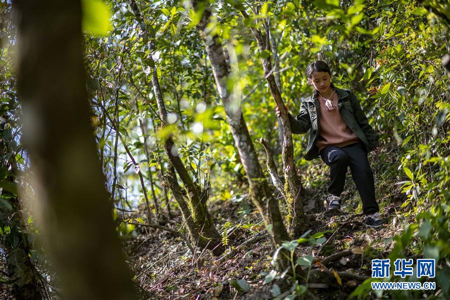 （直過民族脫貧攻堅(jiān)&middot;圖文互動(dòng)）（6）滿目青山變成&ldquo;綠色銀行&rdquo;&mdash;&mdash;我國獨(dú)龍族人民走出綠色脫貧之路