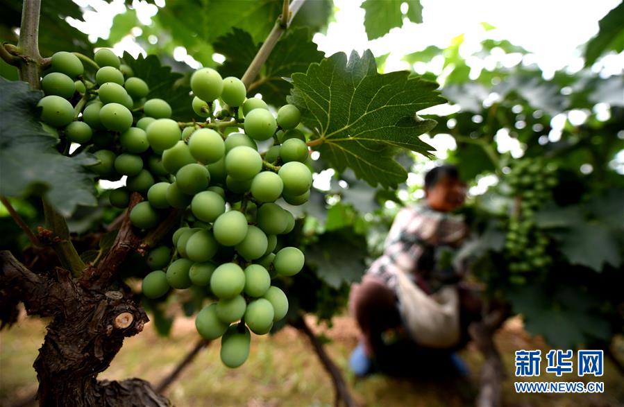 （新華全媒頭條&middot;圖文互動(dòng)）（4）一個(gè)傳統(tǒng)農(nóng)業(yè)縣的脫貧之路&mdash;&mdash;來(lái)自河北新河的調(diào)查報(bào)告