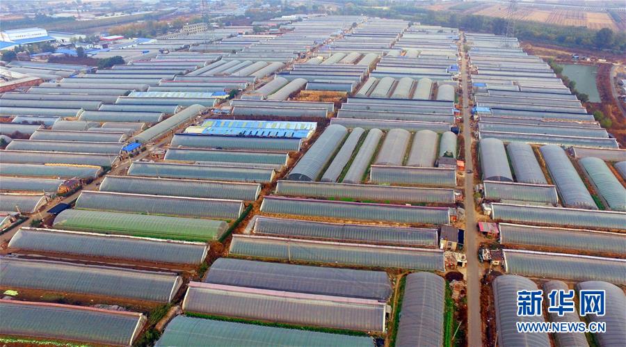 (新華全媒頭條·圖文互動)(4)和蔬菜“說話”的人——中國工程院院士李天來的“棚菜人生”