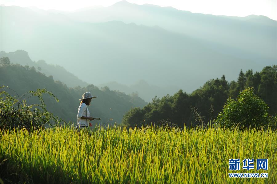 (新華全媒頭條·圖文互動(dòng))(9)咱們村里的年輕人——記奮戰(zhàn)在貴州脫貧攻堅(jiān)一線的青年