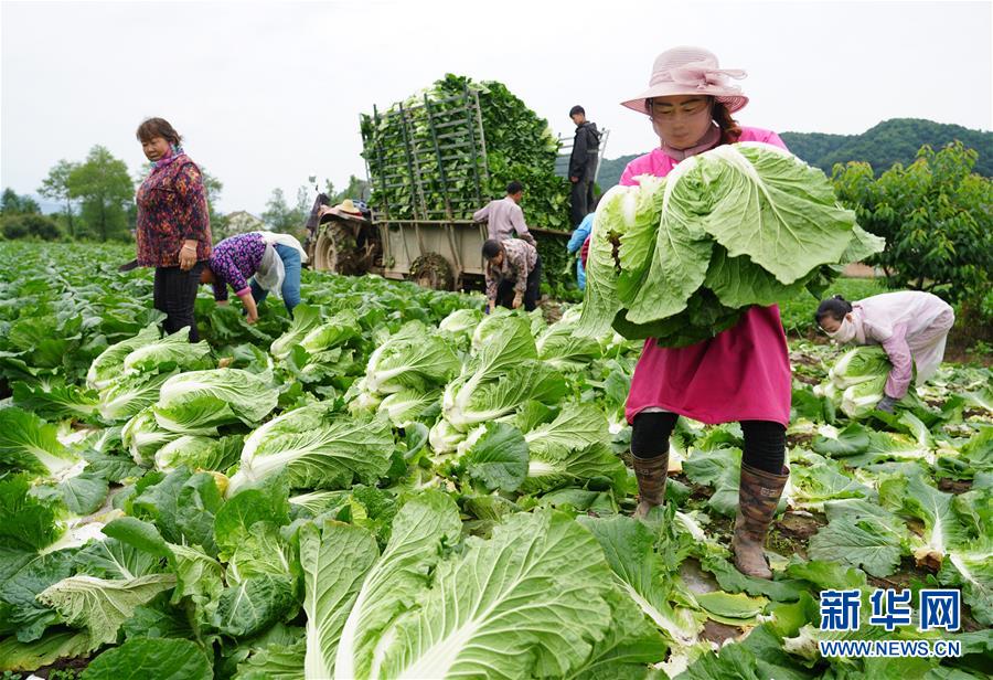 （走基層 聽(tīng)民聲&middot;圖文互動(dòng)）（1）陜西：太白山下種蔬菜 質(zhì)優(yōu)價(jià)高不愁賣(mài)