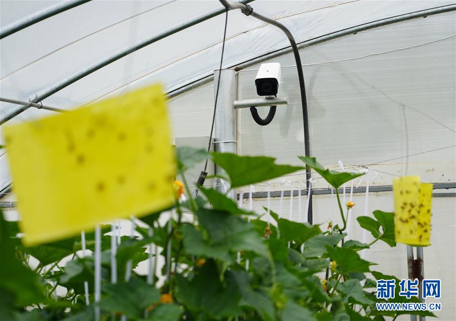 （走基層 聽(tīng)民聲&middot;圖文互動(dòng)）（2）陜西：太白山下種蔬菜 質(zhì)優(yōu)價(jià)高不愁賣(mài)