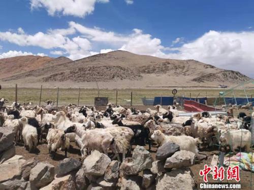 圖為羊群正從羊圈里出來。 謝藝觀 攝