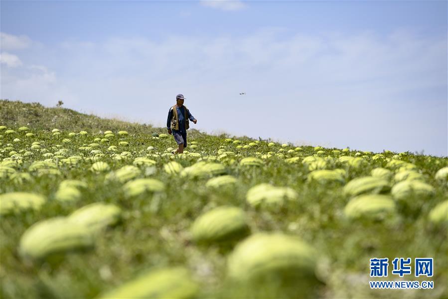 （壯麗70年&middot;奮斗新時(shí)代&mdash;&mdash;共和國(guó)發(fā)展成就巡禮&middot;圖文互動(dòng)）（4）生態(tài)美、百姓富&mdash;&mdash;品讀嶄新&ldquo;寧夏畫卷&rdquo;