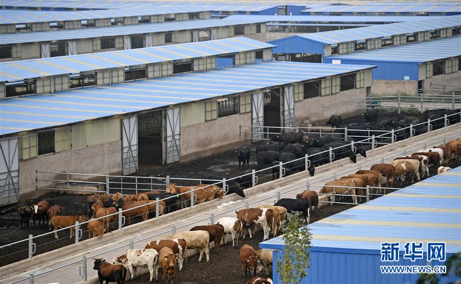 （壯麗70年&middot;奮斗新時(shí)代&mdash;&mdash;共和國(guó)發(fā)展成就巡禮&middot;圖文互動(dòng)）（11）生態(tài)美、百姓富&mdash;&mdash;品讀嶄新&ldquo;寧夏畫卷&rdquo;