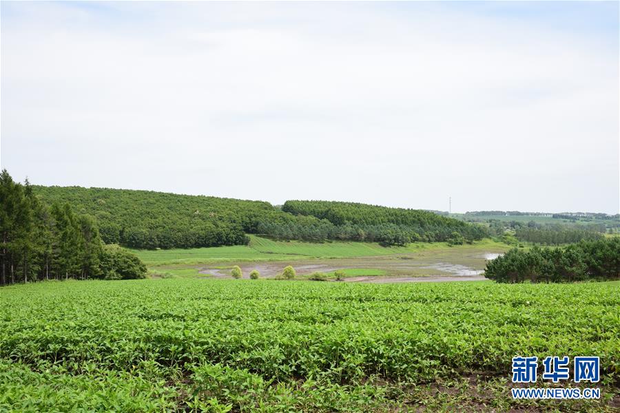 （在習近平新時代中國特色社會主義思想指引下&mdash;&mdash;新時代新作為新篇章&middot;圖文互動）（2）向林木要錢，讓綠樹生金&mdash;&mdash;黑龍江省拜泉縣發(fā)展綠色經濟助脫貧