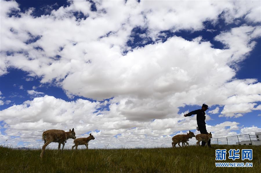 （今日關(guān)注&middot;第一屆國家公園論壇&middot;圖文互動）（5）首個(gè)國家公園什么樣？專家?guī)阆?ldquo;睹&rdquo;為快