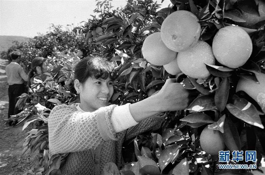 （紅土地&ldquo;往事新說&rdquo;&middot;圖文互動）（3）昔日房前&ldquo;一棵苗&rdquo; 今朝引來橙滿枝