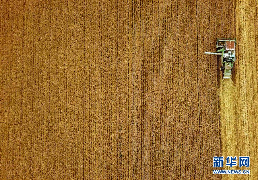 （新華全媒頭條&middot;圖文互動）（7）大國糧倉的新時代交響&mdash;&mdash;河南農(nóng)業(yè)70年觀察