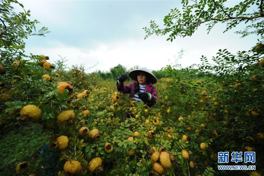 （全面深化改革&middot;圖文互動）（3）&ldquo;減&rdquo;出效益 &ldquo;融&rdquo;出特色 &ldquo;服&rdquo;出動力&mdash;&mdash;貴州推進(jìn)農(nóng)村產(chǎn)業(yè)結(jié)構(gòu)調(diào)整觀察