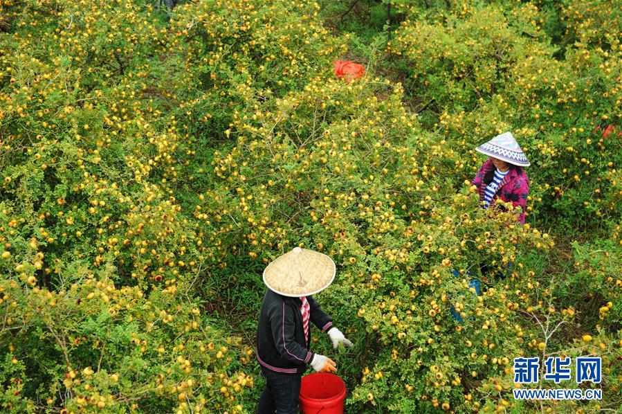 （全面深化改革&middot;圖文互動）（4）&ldquo;減&rdquo;出效益 &ldquo;融&rdquo;出特色 &ldquo;服&rdquo;出動力&mdash;&mdash;貴州推進(jìn)農(nóng)村產(chǎn)業(yè)結(jié)構(gòu)調(diào)整觀察