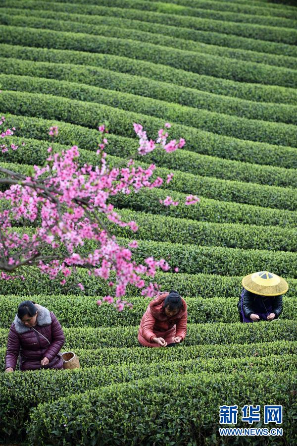 （全面深化改革&middot;圖文互動）（7）&ldquo;減&rdquo;出效益 &ldquo;融&rdquo;出特色 &ldquo;服&rdquo;出動力&mdash;&mdash;貴州推進(jìn)農(nóng)村產(chǎn)業(yè)結(jié)構(gòu)調(diào)整觀察