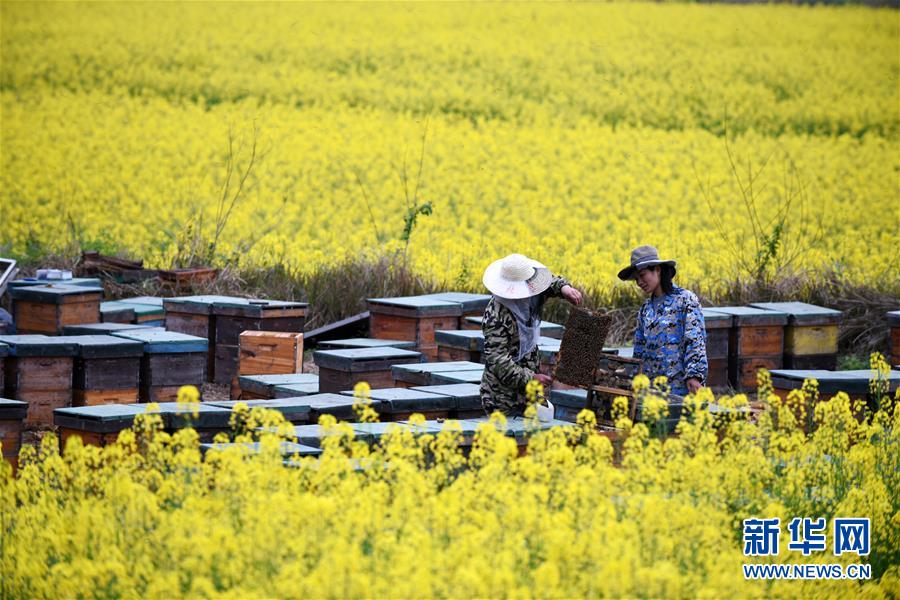 （全面深化改革&middot;圖文互動）（8）&ldquo;減&rdquo;出效益 &ldquo;融&rdquo;出特色 &ldquo;服&rdquo;出動力&mdash;&mdash;貴州推進(jìn)農(nóng)村產(chǎn)業(yè)結(jié)構(gòu)調(diào)整觀察
