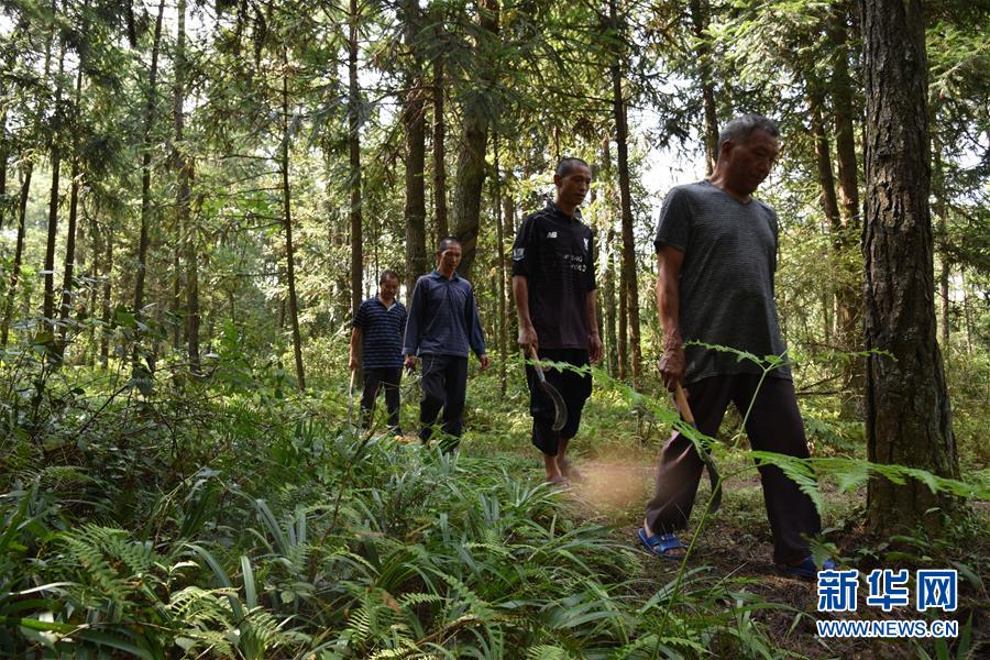 （愛(ài)國(guó)情 奮斗者&middot;圖文互動(dòng)）（1）貴州印江高石坎護(hù)林隊(duì)：半輩子，以林場(chǎng)為家