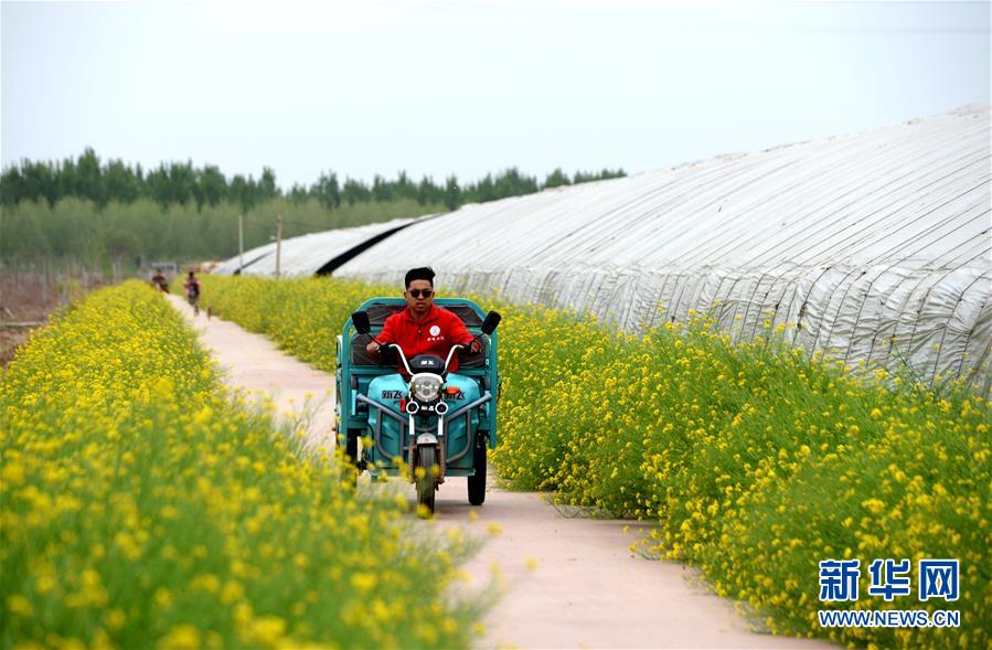 (在習近平新時代中國特色社會主義思想指引下——新時代新作為新篇章·總書記關心的百姓身邊事·圖文互動)(3)“農(nóng)”字頭照樣“大”作為——豐收時節(jié)看涉農(nóng)高校人才在希望的田野