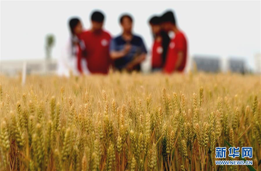 （在習(xí)近平新時(shí)代中國(guó)特色社會(huì)主義思想指引下&mdash;&mdash;新時(shí)代新作為新篇章&middot;總書記關(guān)心的百姓身邊事&middot;圖文互動(dòng)）（2）&ldquo;農(nóng)&rdquo;字頭照樣&ldquo;大&rdquo;作為&mdash;&mdash;豐收時(shí)節(jié)看涉農(nóng)高校人才在希望的田野