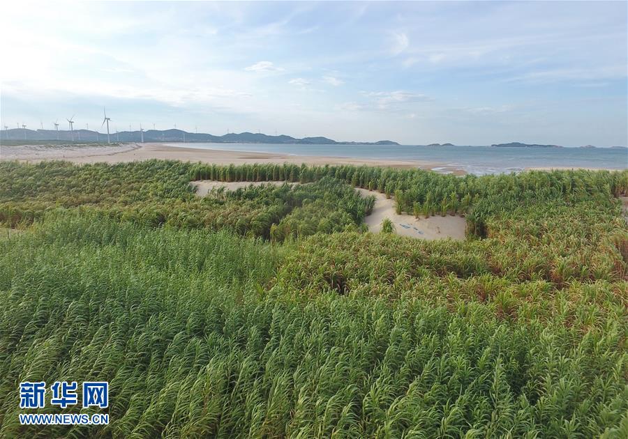 （不忘初心、牢記使命&middot;圖文互動）（2）拳拳寸草心 濃濃報國情&mdash;&mdash;記&ldquo;菌草之父&rdquo;林占熺