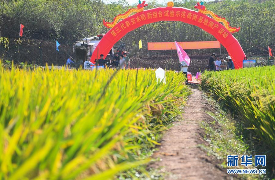 （圖文互動）（1）1046.3公斤！袁隆平第三代雜交水稻首次公開測產(chǎn)