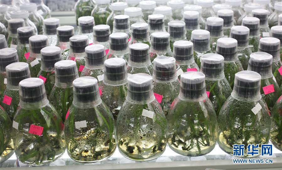 （在習(xí)近平新時代中國特色社會主義思想指引下&mdash;&mdash;新時代新作為新篇章&middot;總書記關(guān)心的百姓身邊事&middot;圖文互動）（3）&ldquo;科技秀才&rdquo;給田野帶來新希望