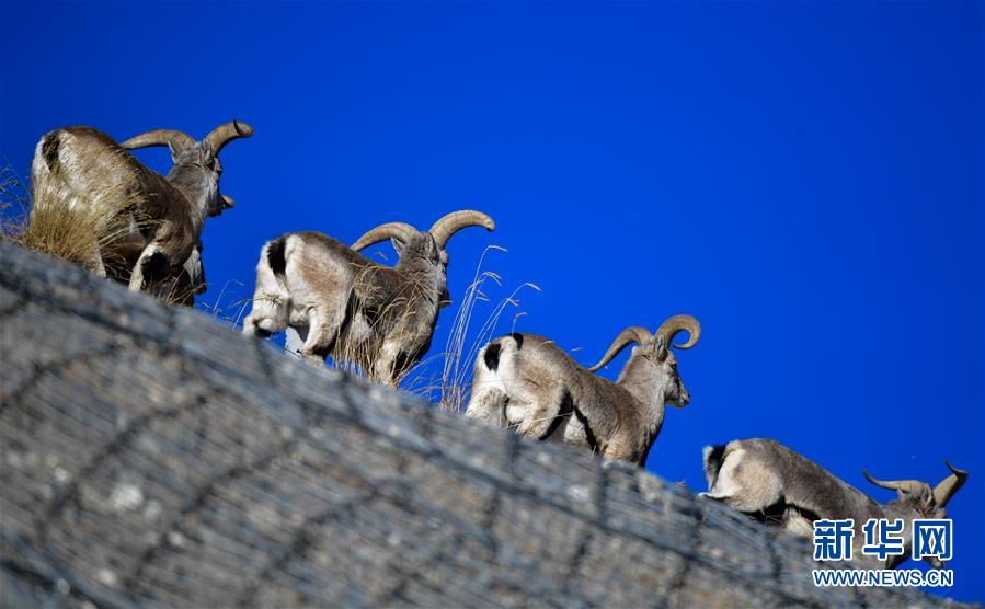 (行走中國(guó)·圖文互動(dòng))(5)青海三江源:在“神山圣湖”間尋覓“高原精靈”