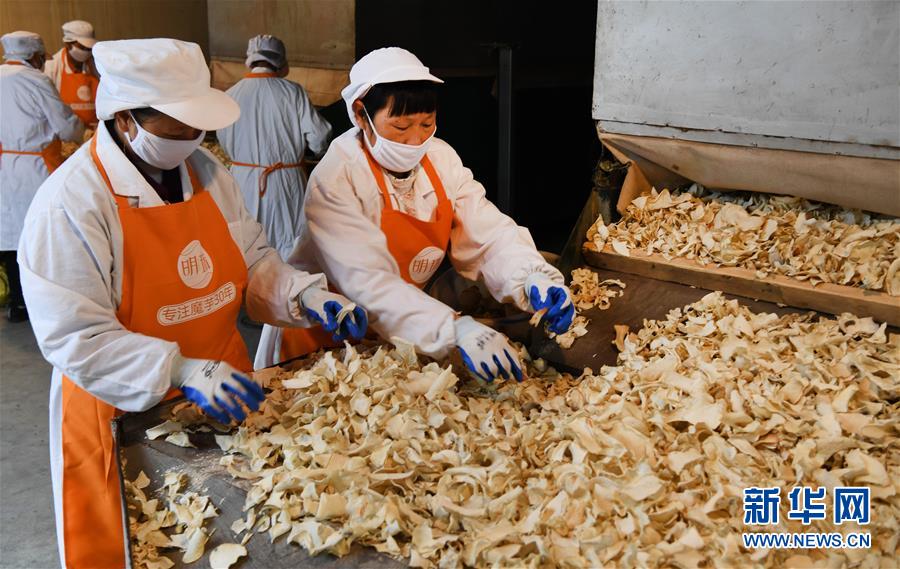 (脫貧攻堅(jiān))(5)陜西嵐皋魔芋 助力脫貧攻堅(jiān)